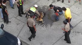 'Taser' fails to stop pit bull attacking smaller dog