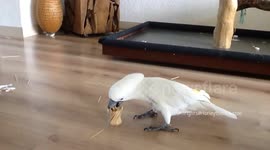 Harley the toothpick dispenser