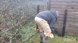 Alpaca rescued after getting stuck in a fence for 16 hours - because of its long NECK