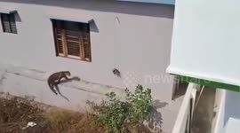 Leopard attacks uttarakhand forest Officials In Haldwani, Panicked onlookers run for their lives