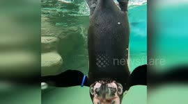 Playful penguins attack underwater camera at Milwaukee County Zoo