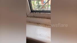 Rental house puts mum in hospital several times thanks to mouldy bathroom