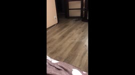 Whisker escape: hilarious cat fiasco caught on tape in Kyiv, Ukraine