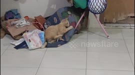 The cat is angry because it has difficulty opening the mustache trimmer