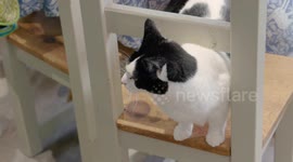 Cat knocks treats from the back of a chair with skill and precision, so she can eat them from the floor