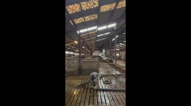 Man scared away by high-pressure liquid manure bursting out of hose