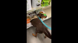 Quirky canine antics: Doberman's unconventional spa day at Yuma Tractor Supply