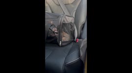 Bear the Shi-Poo's daring escape from groomer-imposed confinement