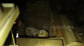 Ukrainian Animal Rights Organization Conducts Rescue Mission, Evacuating Animals from Frontline Near Siversk