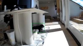 Two pet dogs react to earthquake in California