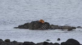 Fox swims 300m to dry land after getting cut off by tide