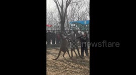 Zoo worker suspended for breaking shovel during kangaroo brawl intervention in China