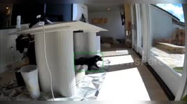 Dogs Reacting to the Earthquake in Westlake Village, USA