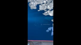 Marvelous view of enormous Minke Whales rising to the surface to catch air