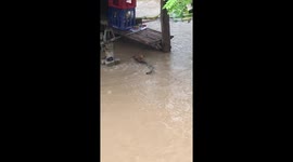 Heroic rescue: daring efforts save mother dog and puppies from devastating floods in Philippines