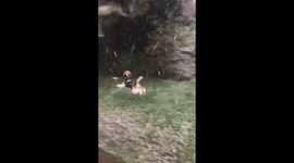 Excited dog seeing snow for the first time chasing and biting snowflakes!