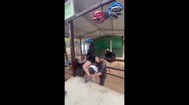 Hilarity ensues as ostrich speeds off his unsuspecting tourist on its back