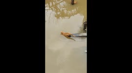 Adventurous cat, Ramos, takes a swim to woo a feline companion in Indonesia