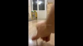 Feathered financier: Russian bird shows selective taste for currency