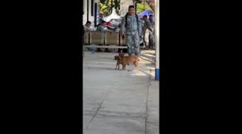 Dog mother's determination: pulling her puppy home in Manila