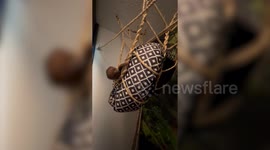 Woman studied for seven years and spent over £8K so she could live her lifelong dream - owning a sloth