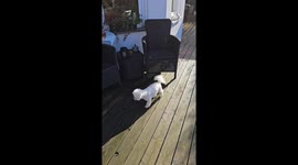 Little Dog Wipes His Paws Before Going Inside