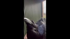 Raven's Birthday Celebrated With Love