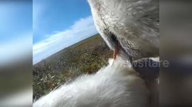 Polar bears face starvation crisis as 'climate change forces extended land stays'