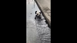 Kairo's wild splash: Manila dog takes a dive in open sewer adventure
