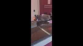 Cute cat watching the golf action on the Doha Golf Course in Qatar during the Commercial Bank Qatar Masters, a DP World Tour event