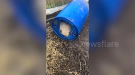 Owner spends 20 minutes rescuing her pet pig after it got itself stuck - in a barrel