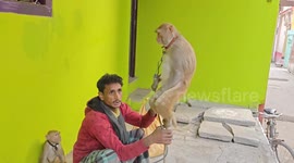 Monkey's funny activities show in Indian Street