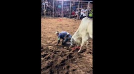 Professional bull circus maneuvers: skilled performances in Brazil