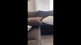 Stubborn Staffy throws hilarious temper tantrum over closed blinds