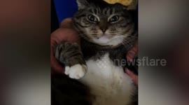 Unmissable Animal Moments