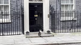 Downing Street’s Larry The Cat Celebrates 13th anniversary