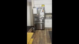 Puppy Uses Ice Dispenser