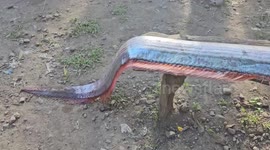 Huge 12.5 ft long oarfish found on beach in the Philippines
