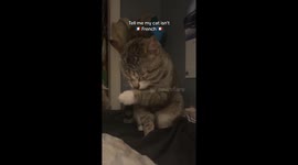 US pet owner figures out her cat is 'fluent' in French