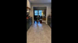 Ceiling-swinging raccoon: mastering indoor adventures in Russellville, Arkansas