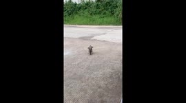 Stray cat adopted after video of its Dobby-like ears smashes 50 million views