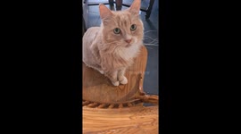 Partially Shaved Cat Shares His Opinions