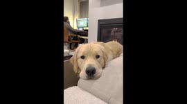 Golden Retriever's Tiny Woofs For Attention