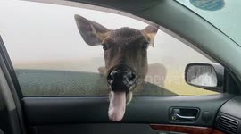 Cute sambar deer asked about foods by the visitors at horton plains sri lanka