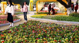 Flowers at Binjiang Park during the primrose festival in Yichang