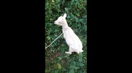 Let's talk about Animal. New breeds and wonderful creatures