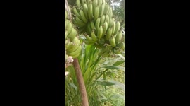 The strange banana tree has two large bunches of bananas