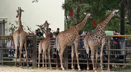 Tourists visit various animal halls at Nanning Zoo in China