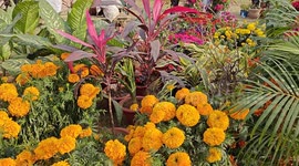 Baagwani Mahotsava 2024: Showcasing Bihar's Agricultural Diversity in Northern India