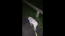 Stalker cat follows couple walking their dogs late at night on Ashford estate